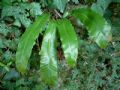 Asplenium scolopendrium